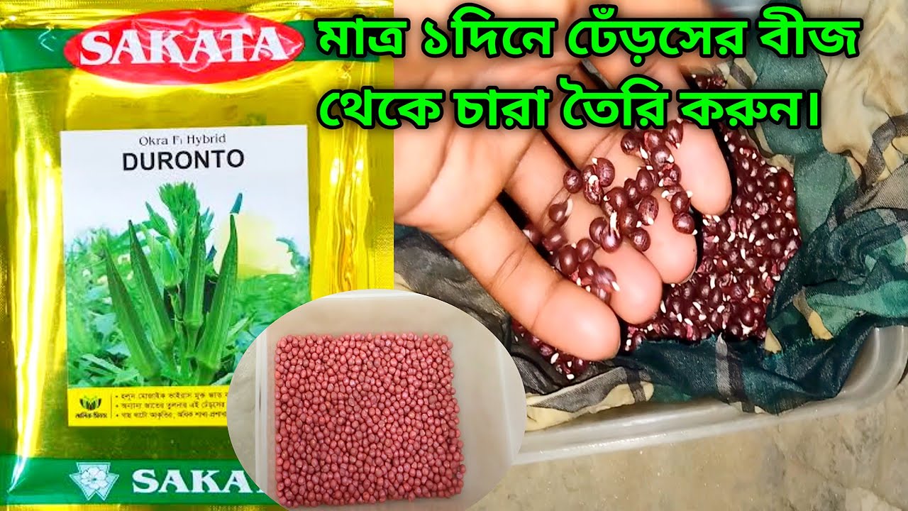 ঢেঁড়স বীজ থেকে চারা তৈরি করুন মাত্র ২ দিনে,ভেন্ডি বীজ থেকে চারা উৎপাদন,lady's finger plant at home.