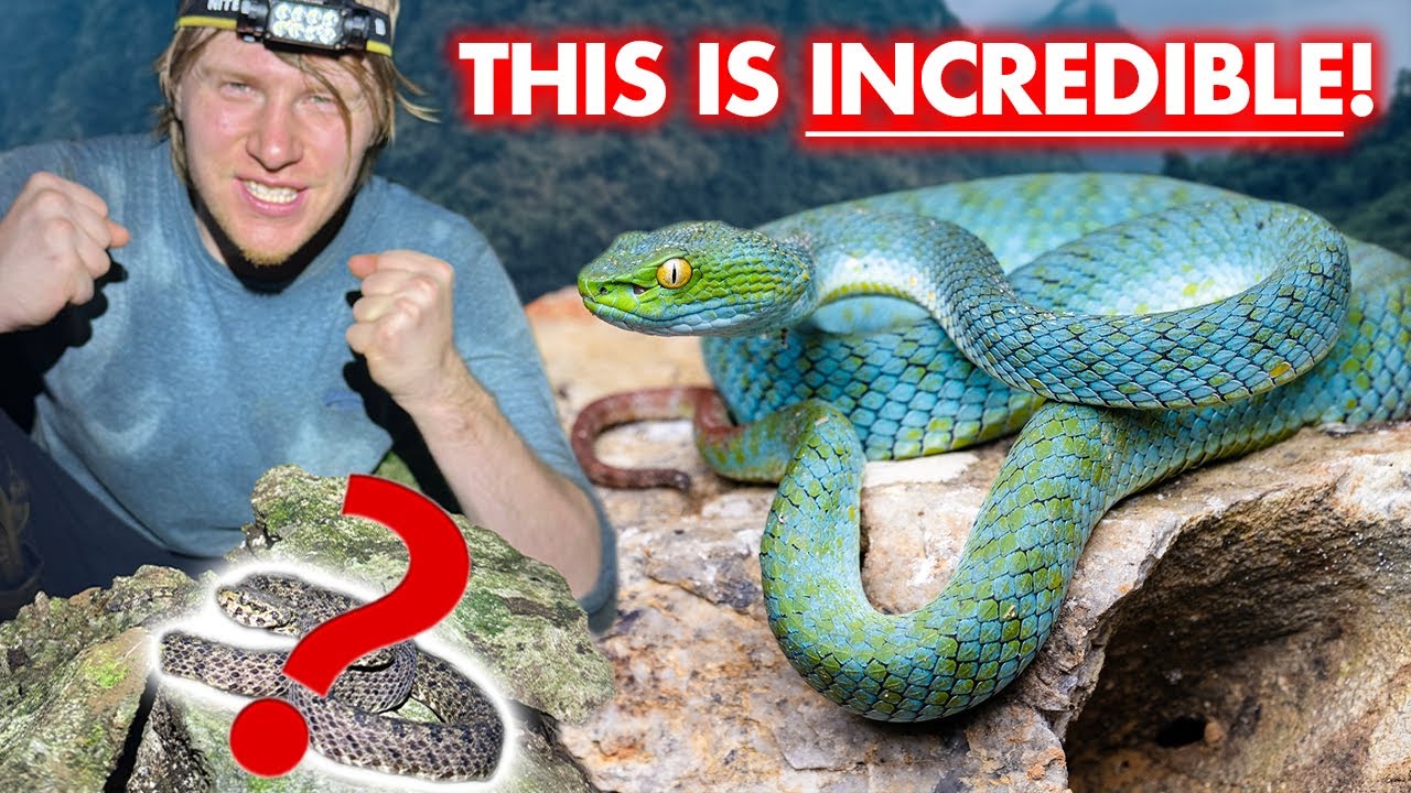 Синие ядовитые змеи и *самая большая* мишень!!!