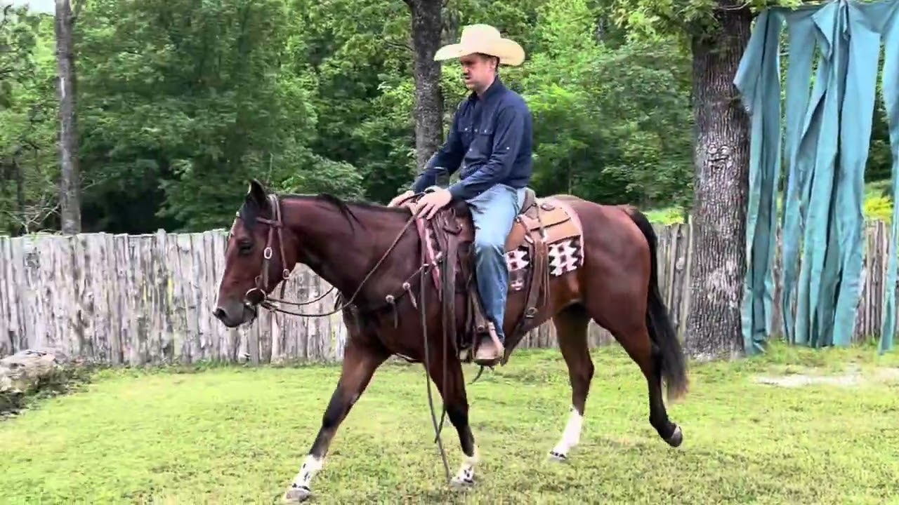 JCI SUNDS VINTAGE aqha 2022 bay gelding