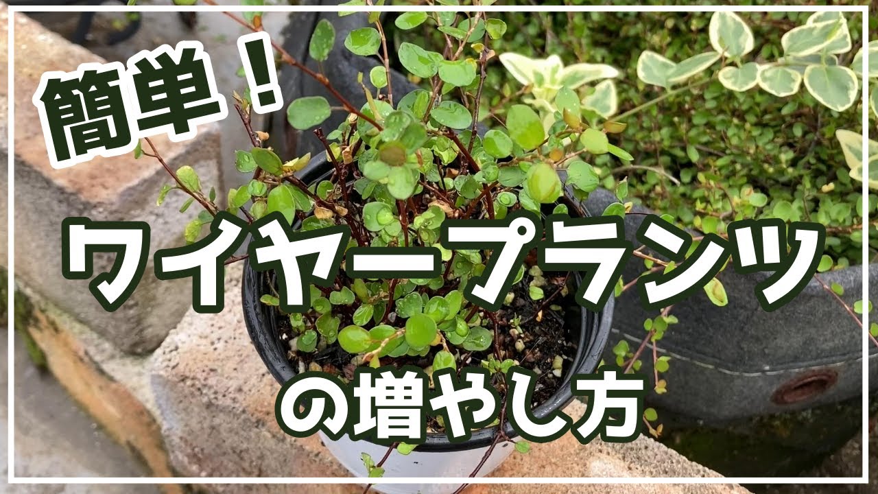 【観葉植物】ワイヤープランツの増やし方／挿し木や水耕栽培で増やす