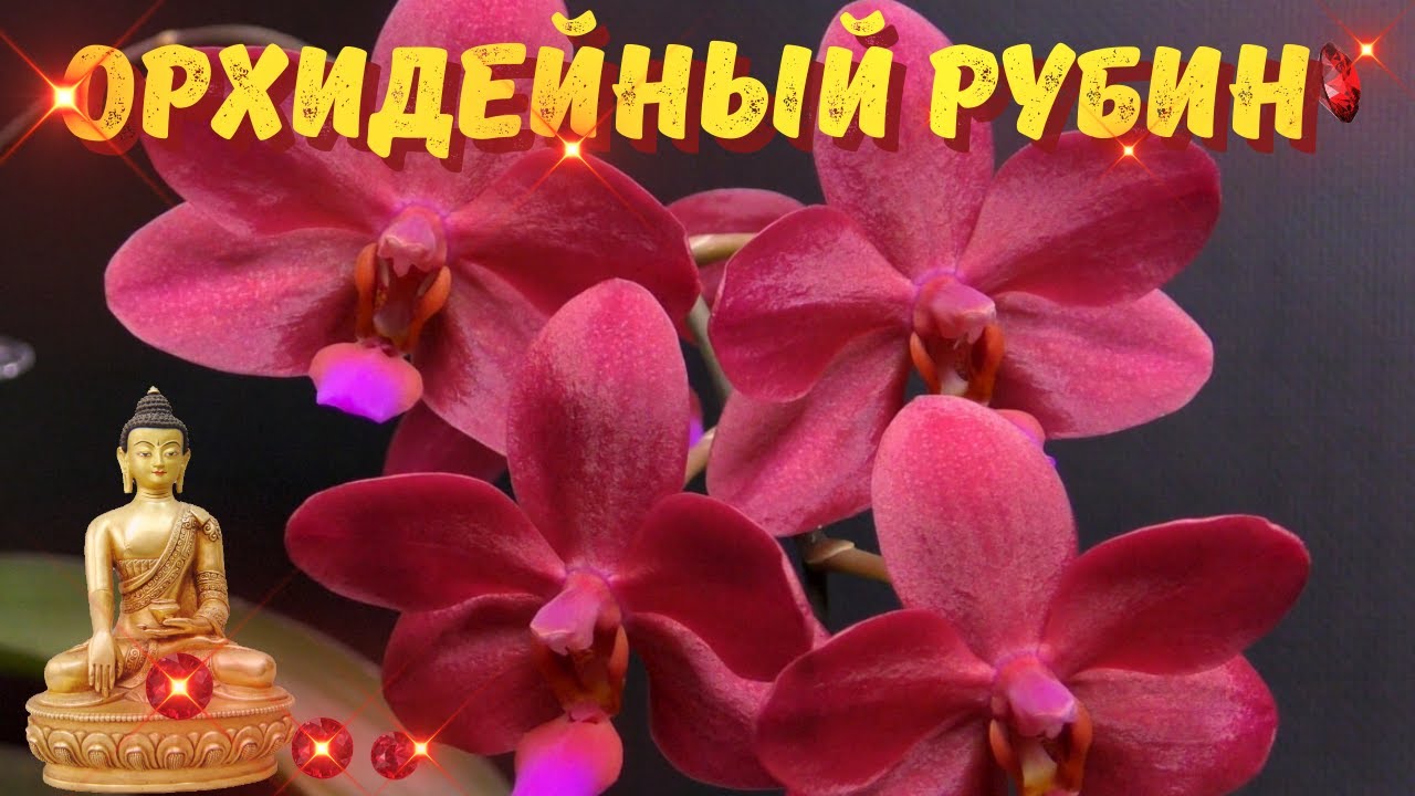 Орхидейный рубин.Phalaenopsis Buddha's Treasure