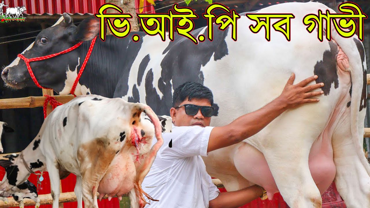 রাশিয়ান সিটির ভি.আই.পি সব গাভী দেখুন কাউন্সিলর সুলতান ভাইয়ের খামারে। ব্র্যান্ডের গাভীর রমরমা কালেকশন