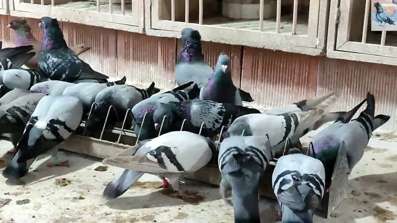 Nuridin Asani - Nuki