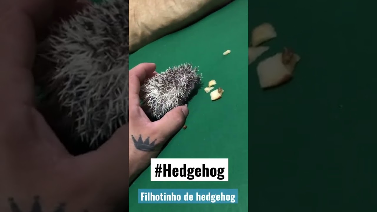 Filhotinho de Hedgehog 