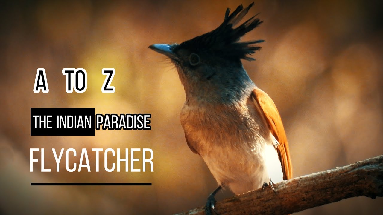 Discovering the Indian Paradise Flycatcher From A to Z