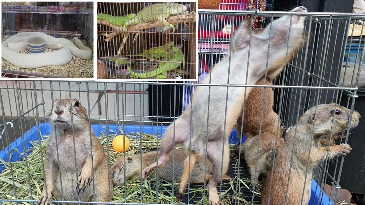 [4K] Pet Market Бангкок Таиланд | Разнообразие животных (Змея, Игуана, Ящерица и т. Д.)