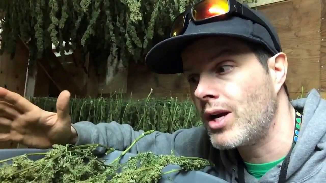 Bubbleman shows us some Cannatonic from the House Of The Great Gardener hanging and ready to bin