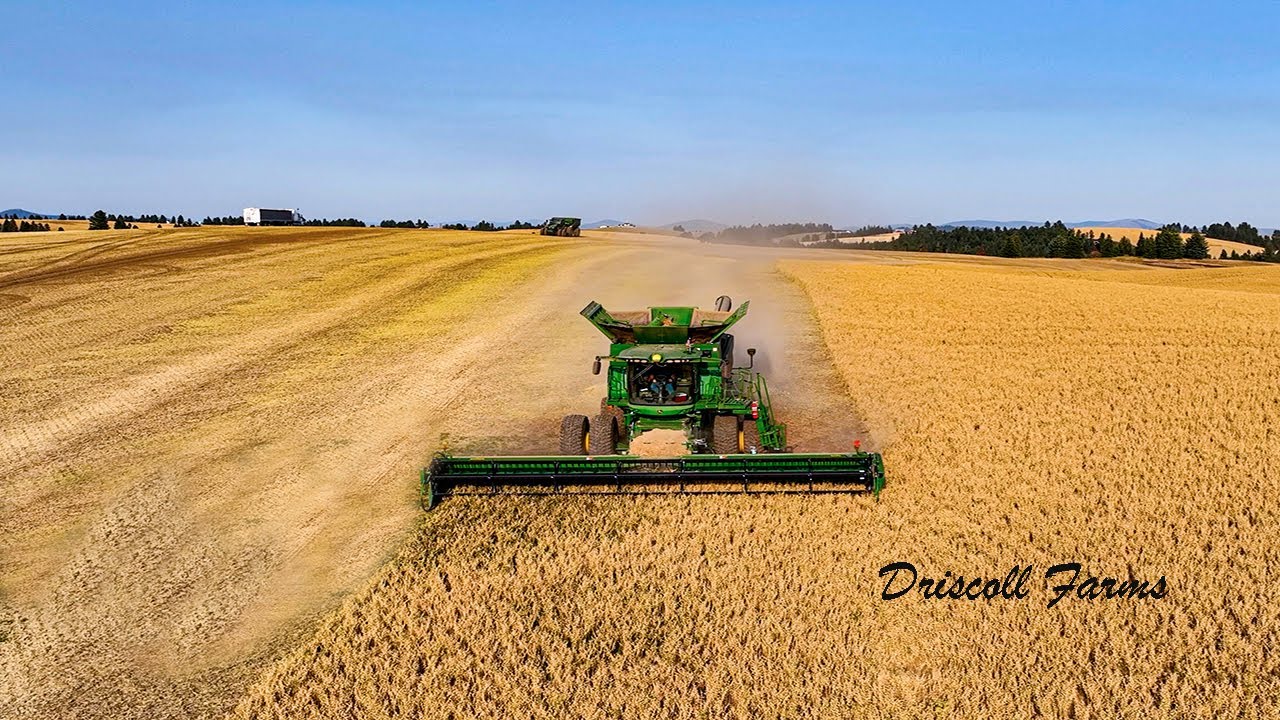 Garbanzo Harvest in Palouse Country
