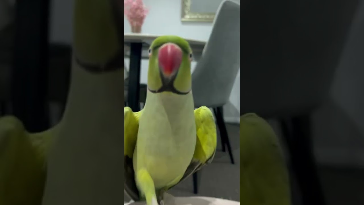 Freddie the Indian Ringneck parrot saying hello! #talkingparrot #talkingbird #cute #animal