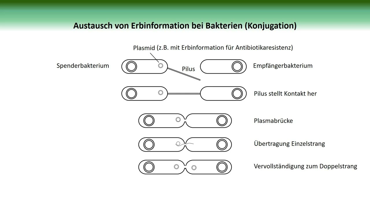 Austausch von Erbinformationen bei Bakterien (Konjugation) | BiologieKompakt