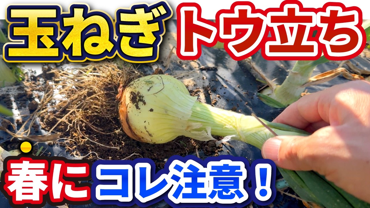 【春の玉ねぎ】絶対やってはいけない3つのこと｜トウ立ちを防ぐ完全ガイド