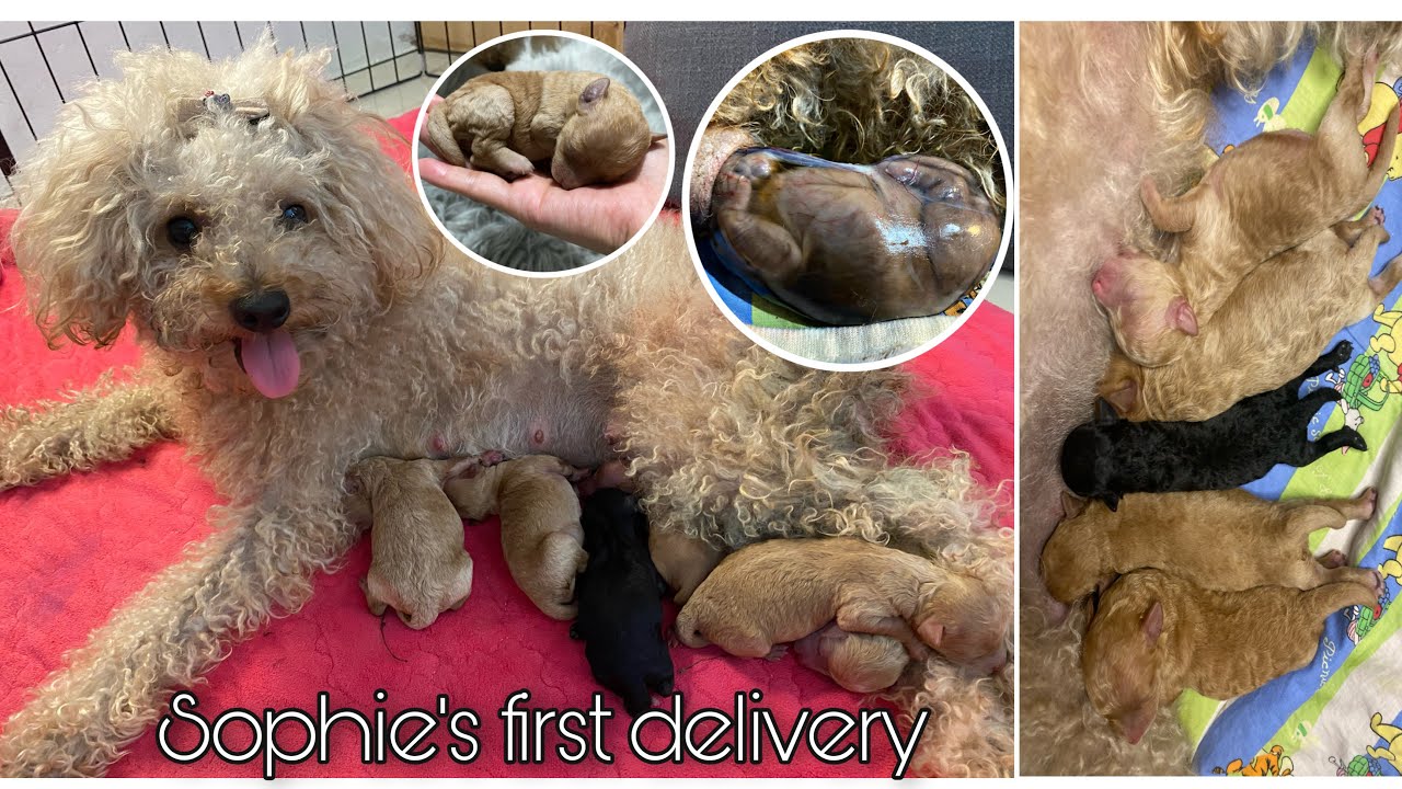Toy poodle giving birth to 6 puppies! | Sophie’s first delivery