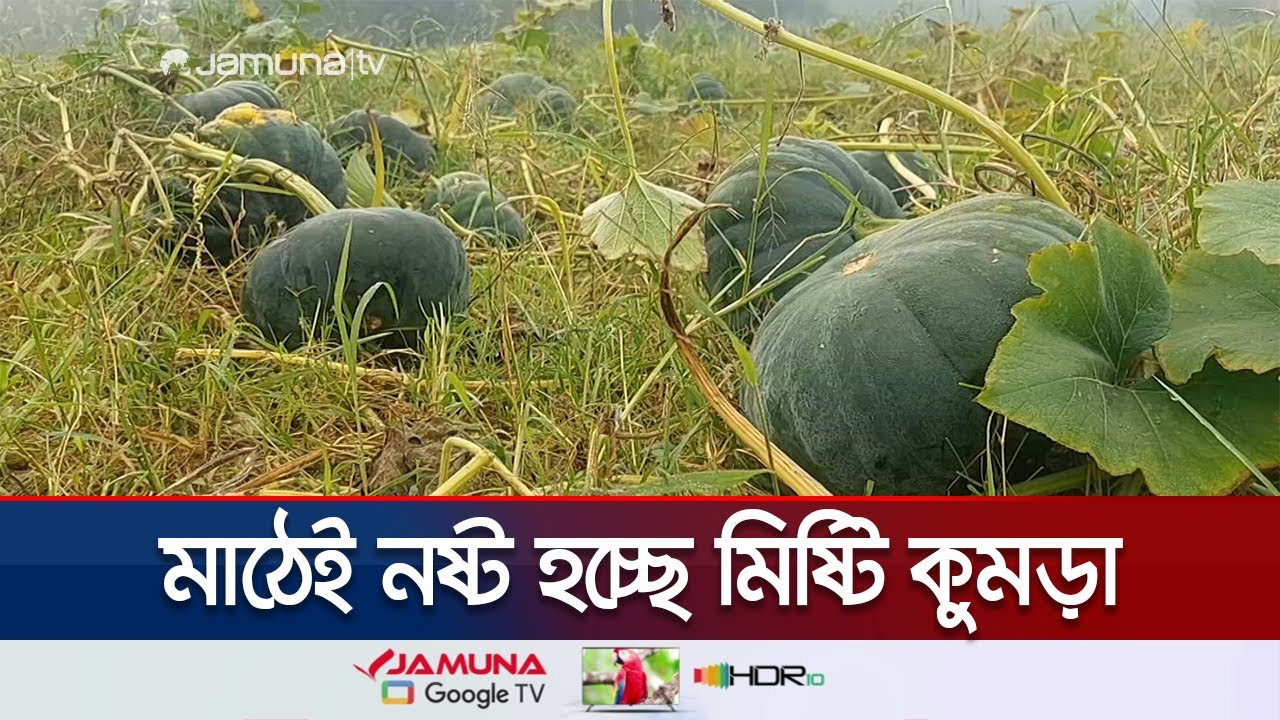 চাঁদপুরে মিষ্টি কুমড়ার ফলন বাড়লেও বিক্রি করতে না পেরে বিপাকে কৃষক | Pumpkin Price | Jamuna TV
