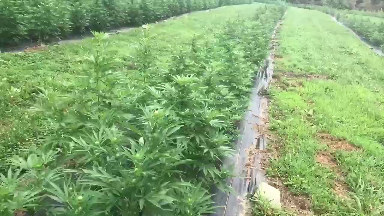 White CBG