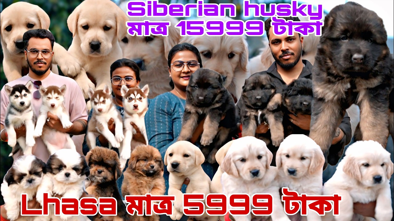 Lhasa মাত্র 5999 টাকা!!siberian husky মাত্র 15999টাকা! Dog market in Kolkata!pet market in Kolkata