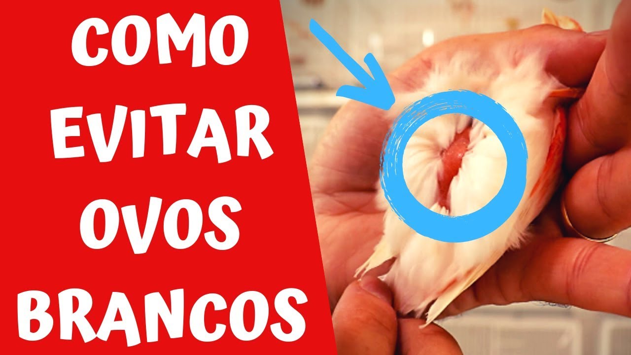 COMO EVITAR OVOS BRANCOS NA REPRODUÇÃO DOS CANÁRIOS