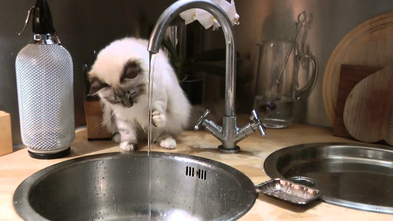Junge Heilige Birma Katze verrückt nach Wasser / Young Sacred Birman Cat  is crazy about water
