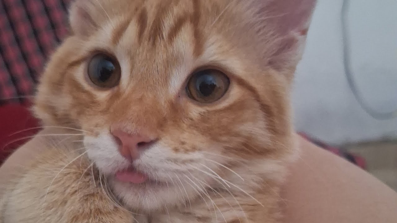 Vídeos de animais mas Engraçados 