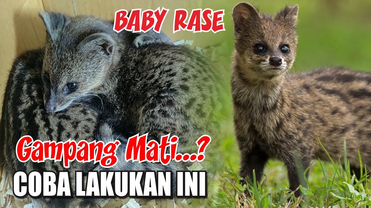 Tips Merawat Anakan Musang Rase Agar Tidak Gampang Mati