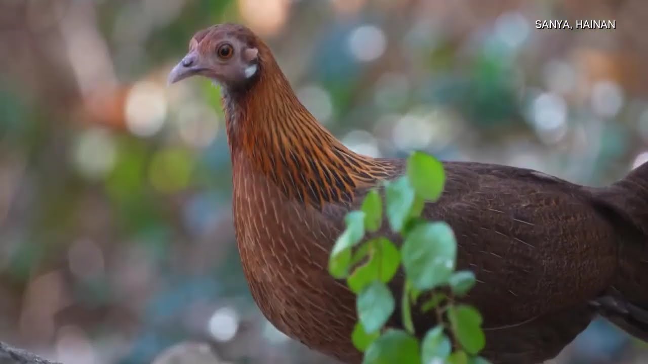 In the tropical forests of southern China's Sanya, red junglefowl,