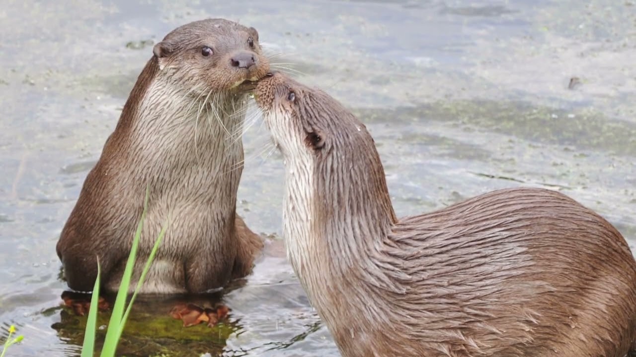 Het Flevo-landschap mini-docu: de Europese otter