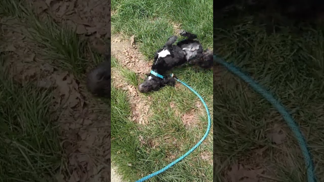 Dog sniffing ASMR compilation 