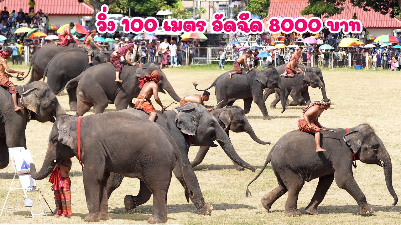 ช้างวิ่ง 100 เมตร เข้าที่ 1 รับ 8000 บาท งานแสดงช้างสุรินทร์ 2567
