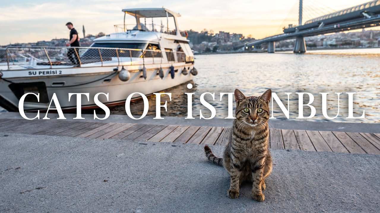 Cats of Istanbul | Relaxing Nature Street Sounds | The Daily Life of Stray Cats in Turkey | 4K