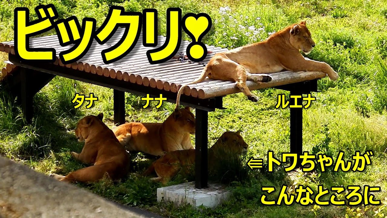 ビックリ！トワちゃんがこんなところに　〜 Lion (ライオン)〜　～ 多摩動物公園 ～