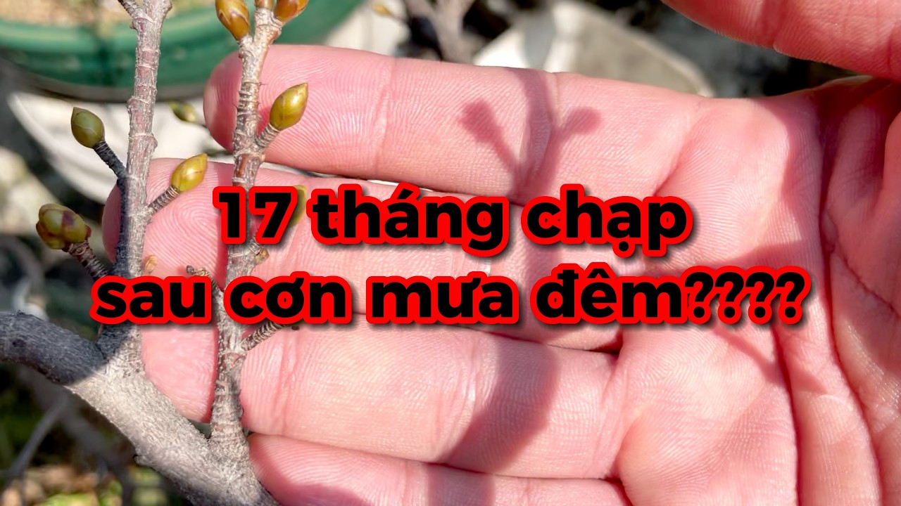 17 tháng chạp sau cơn mưa đêm phải làm sao????