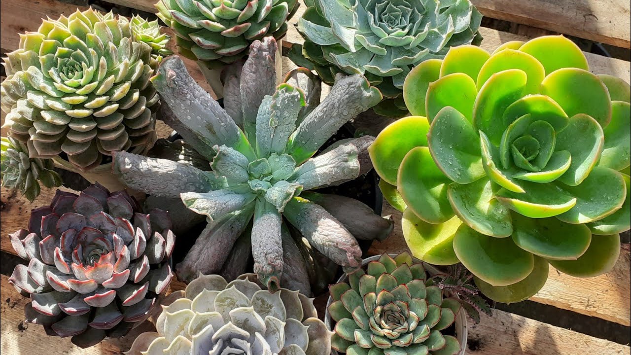 Dicas essências para ter suculentas coloridas o ano todo, compactas e robustas + cultivo sem estufa