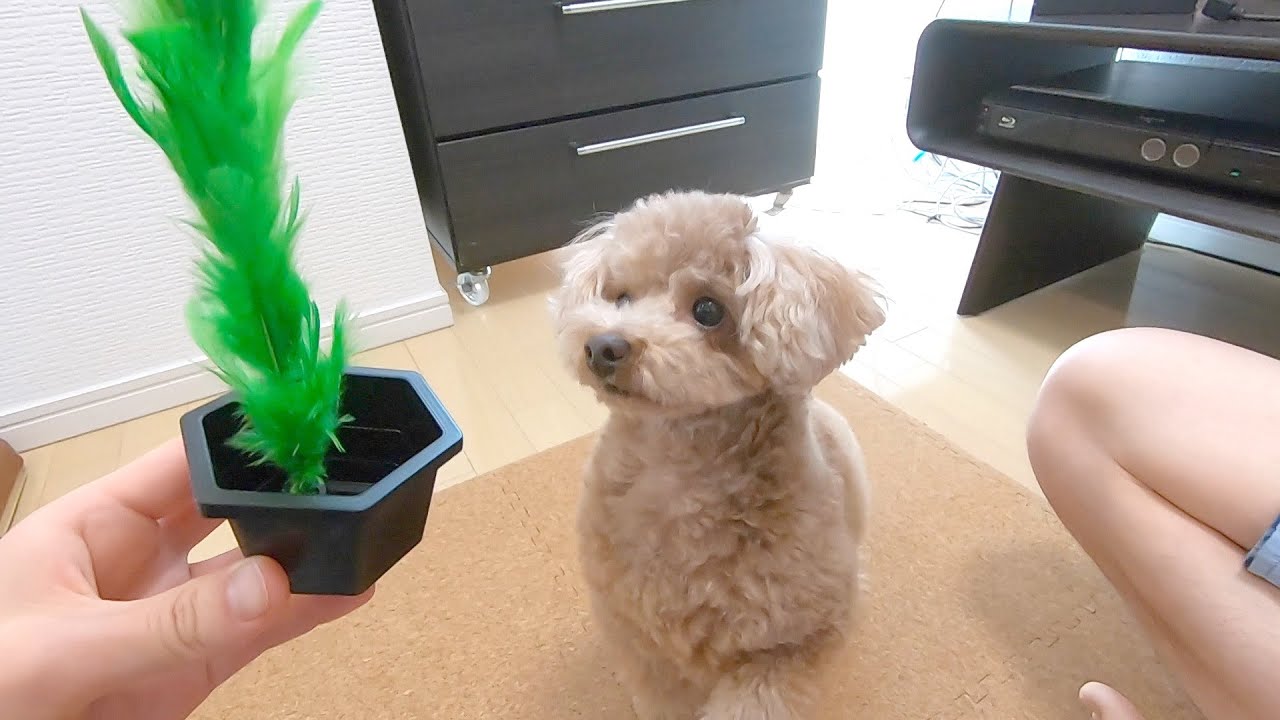 犬にマジックを披露したら100点満点のリアクションをしてくれたw【トイプードル】