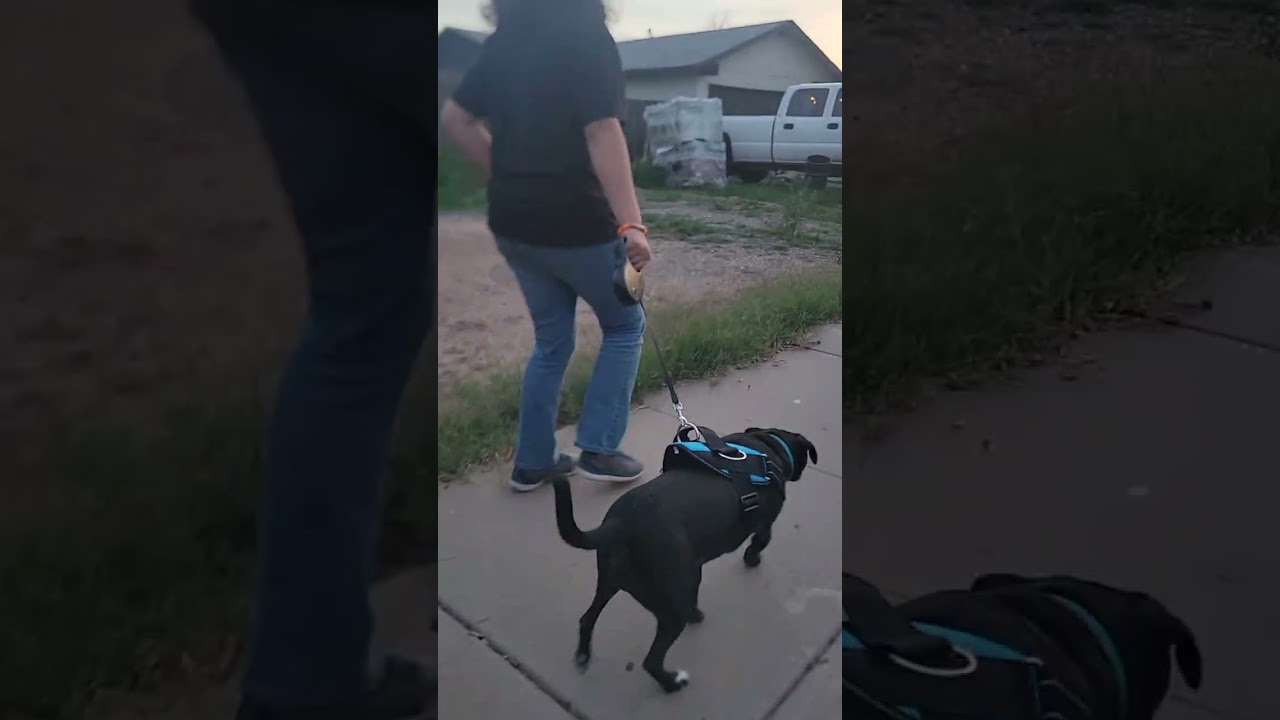 Holly's First Walk!
