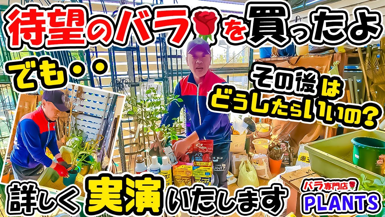 待望のバラ🌹買いました！でｯ! 【この買って帰った開花鉢】どうやって管理したらいいの??について”詳しく実演”いたします!【PLANTS長島店長のローズレスキュー!】