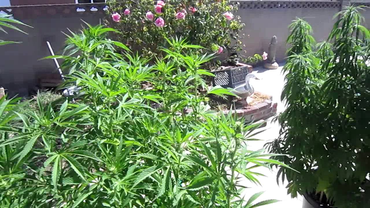 Outdoor week 9 OG#18 Northern light blue Trinity Kush