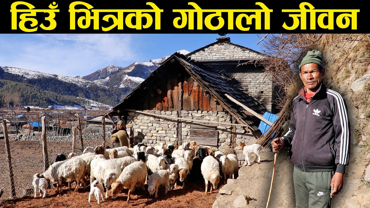 हिउँमा चर्ने भेडा - Snow-grazing sheep