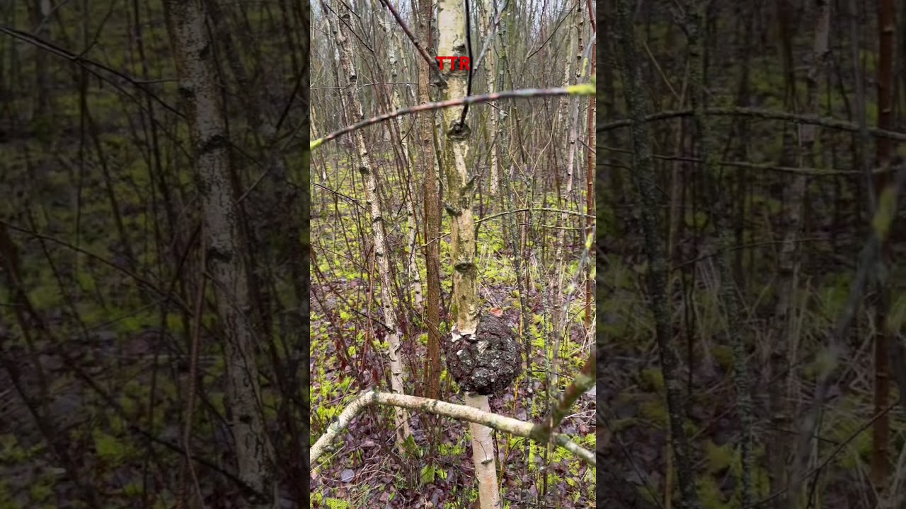 Faszinierende Natur: Eine große Baumknolle an einer Birke 🌳🧐 #deutschland #nature #subscribe Burl