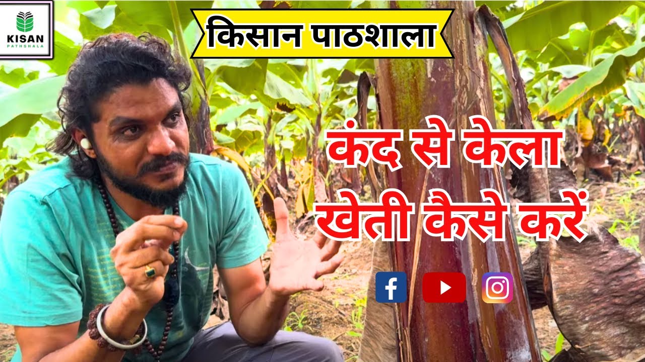 केला कंद / गठान खेती, Bkisan Banana Kand Farming 7697438222 किसान पाठशाला KISAN PATHSHALA