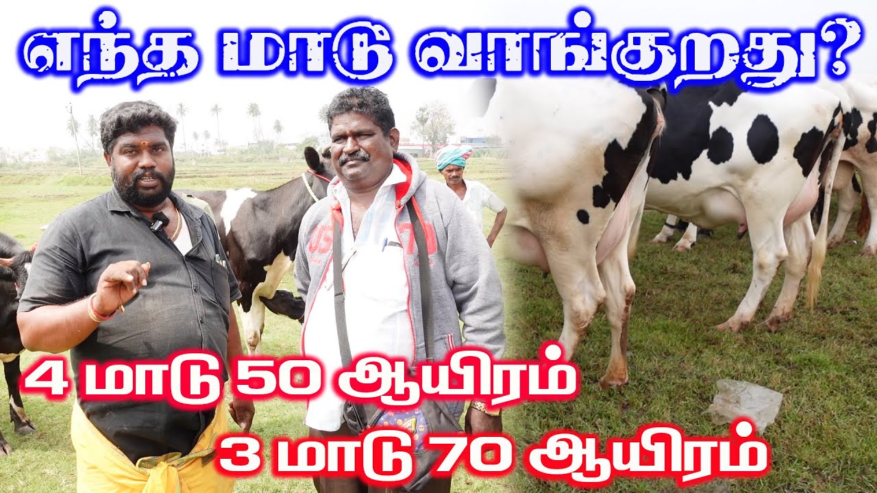 Cow breeds comparison: Best for milk and price