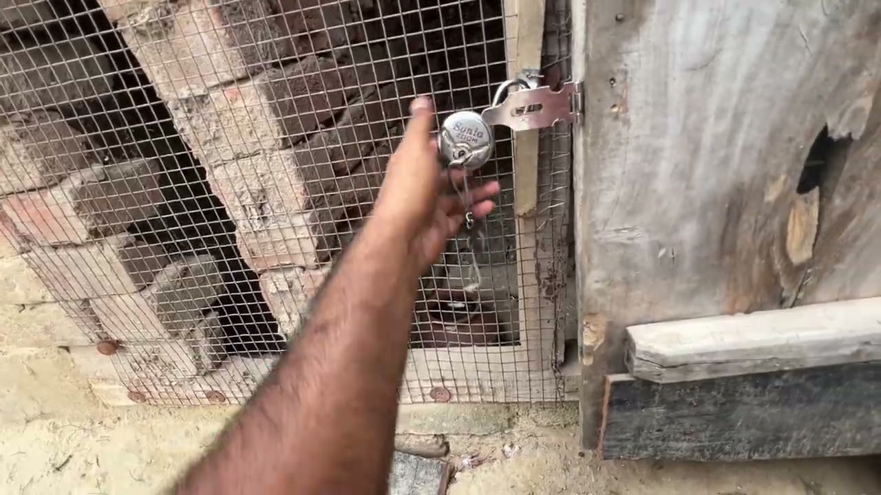 Ajj v appa 4 pigeons nu he fly kara 🕊️॥ਨਾਲੇ ਖੇਤ ਵੀ ਕੰਮ ਕਰਾ ਆ 🌴॥ ਦੋਖੇ ਵਿਡਿਉ 🙏🏻॥ 