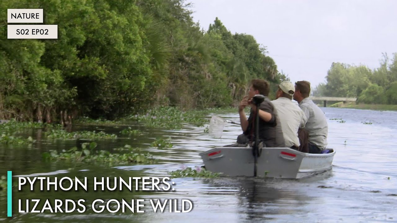 Python Hunters: Lizards Gone Wild