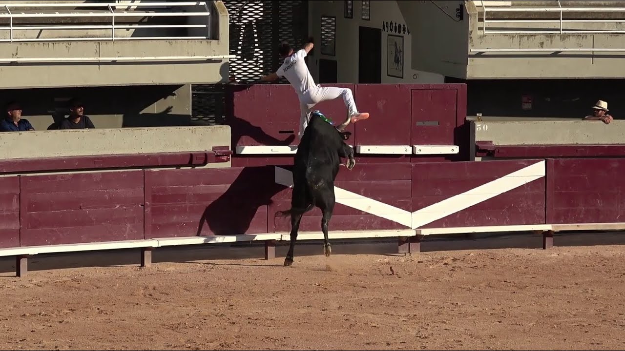Istres Concours de manades (avenir) le 03/08/2024