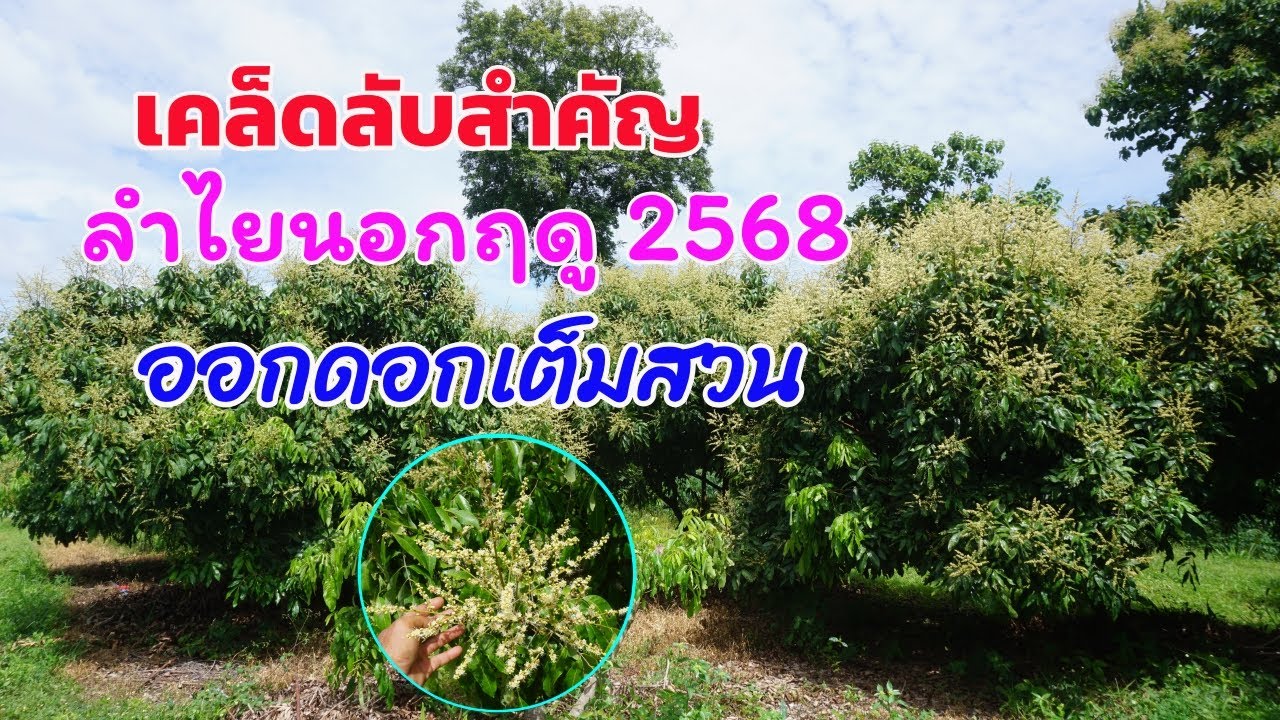 เคล็ดลับสำคัญ! ลำไยนอกฤดูปี 2568 ออกดอกเต็มสวน ทำได้อย่างไร?