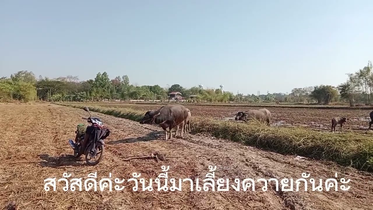 #มาเลี้ยงควายค่ะฟังเสียงพิณไปด้วย