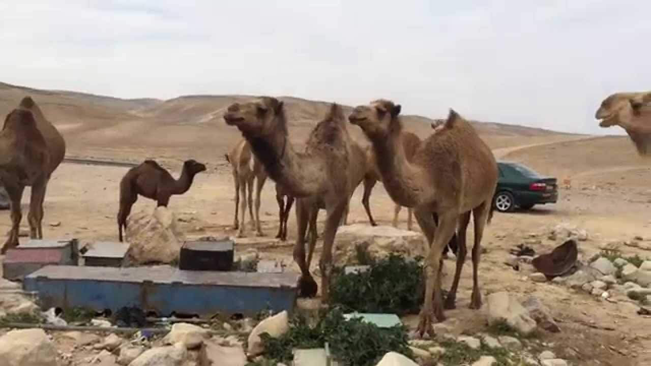 Desert Camel Herd - With Baby Camels