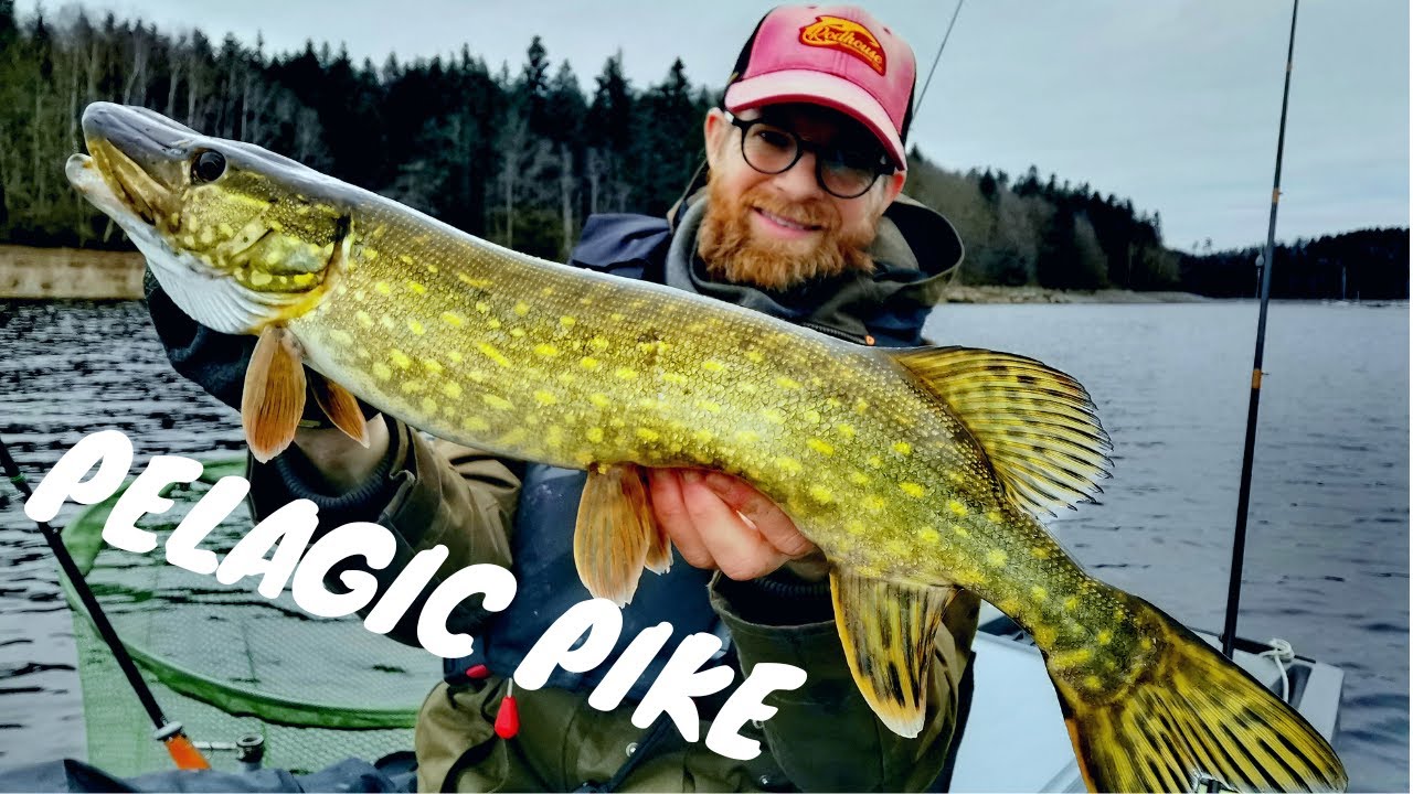BROCHET en PELAGIQUE (garmin livescope)