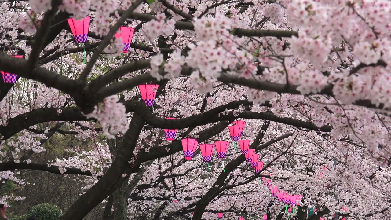 名古屋 名城公園 桜名所　桜スポット　2016年 Japanese Cherry blossoms UltraHD SONY 花見 【4K・映像】