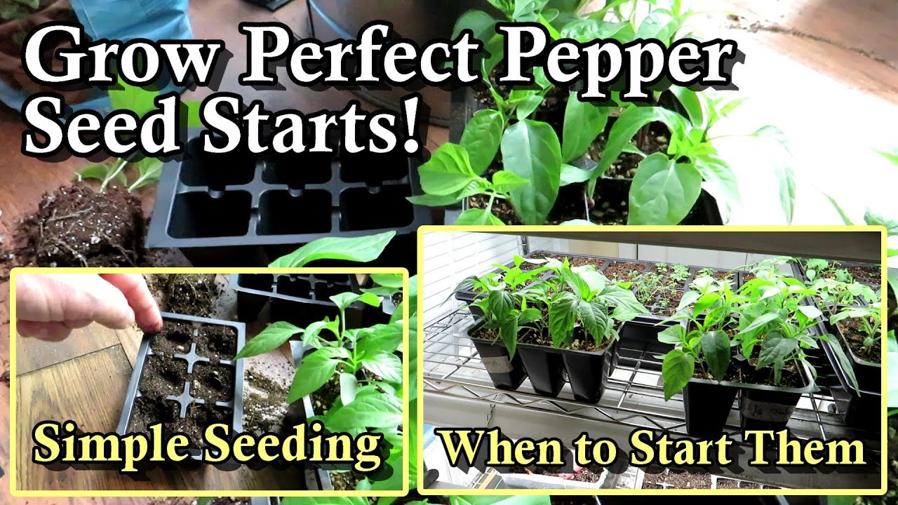 When to Start & How to Grow Pepper Seed Starts: How to Grow Garden Transplants Indoors: E-6