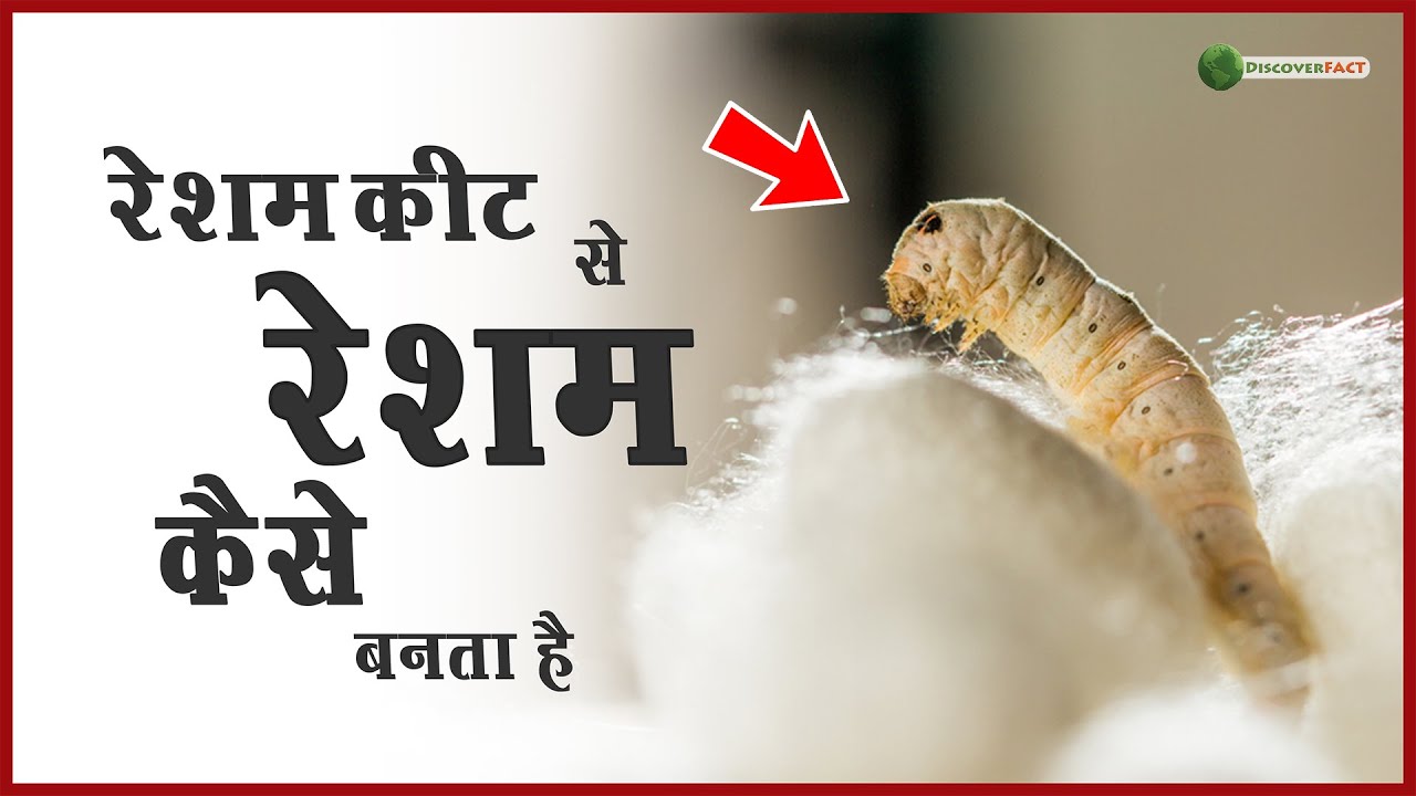 रेशम के कीड़े से रेशम कैसे बनता है, How Is Silk Made From Silkworms?