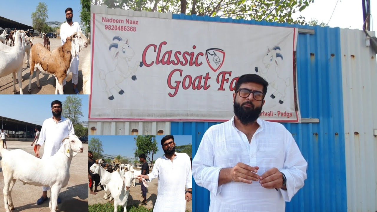 The Heaviest And Biggest Goats Collection | Classic Goat Farm Bhiwandi | Documentary And Tour.